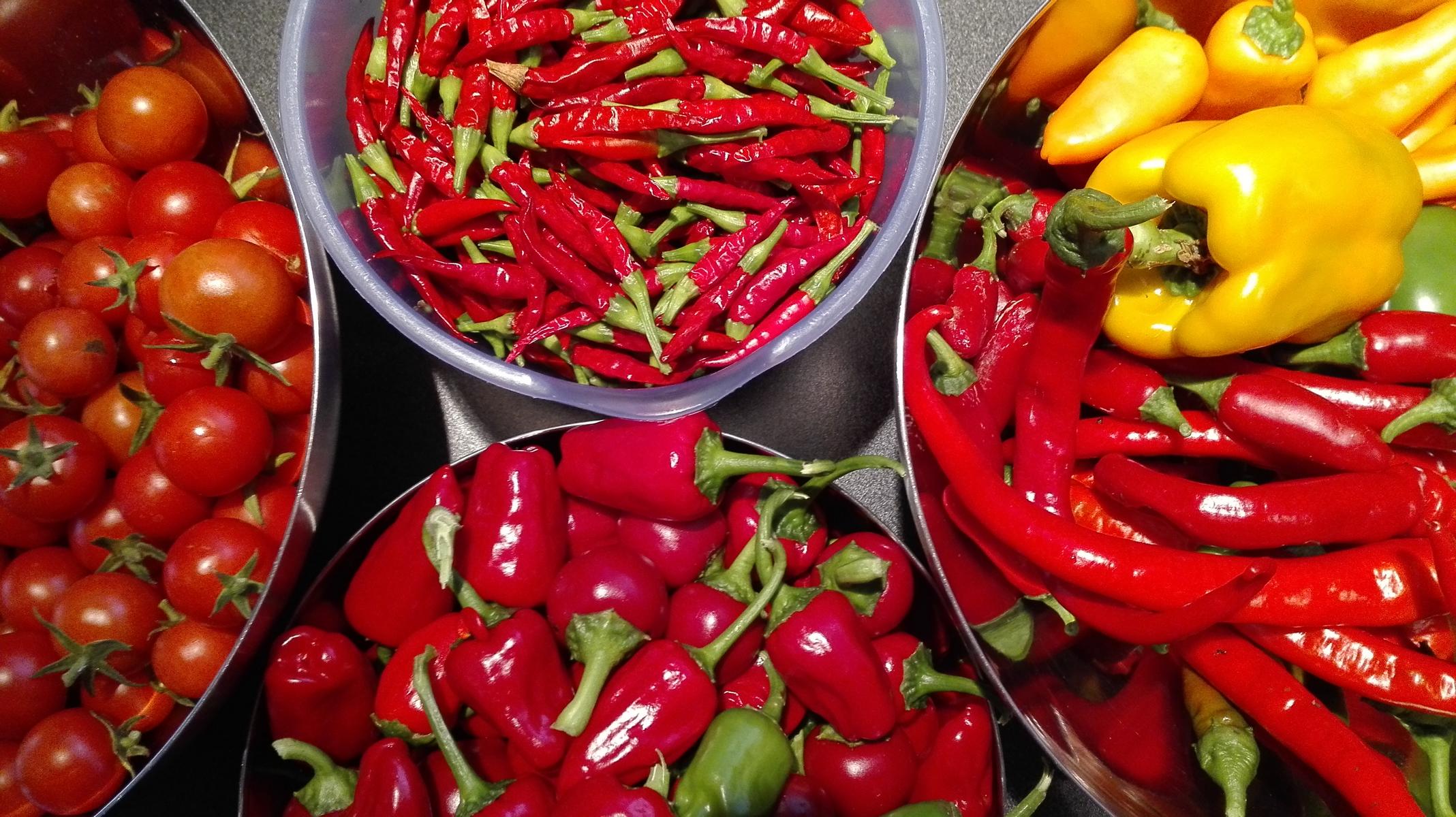 5 Schüsseln voller Chilis, Paprika und Tomaten - reiche Ernte