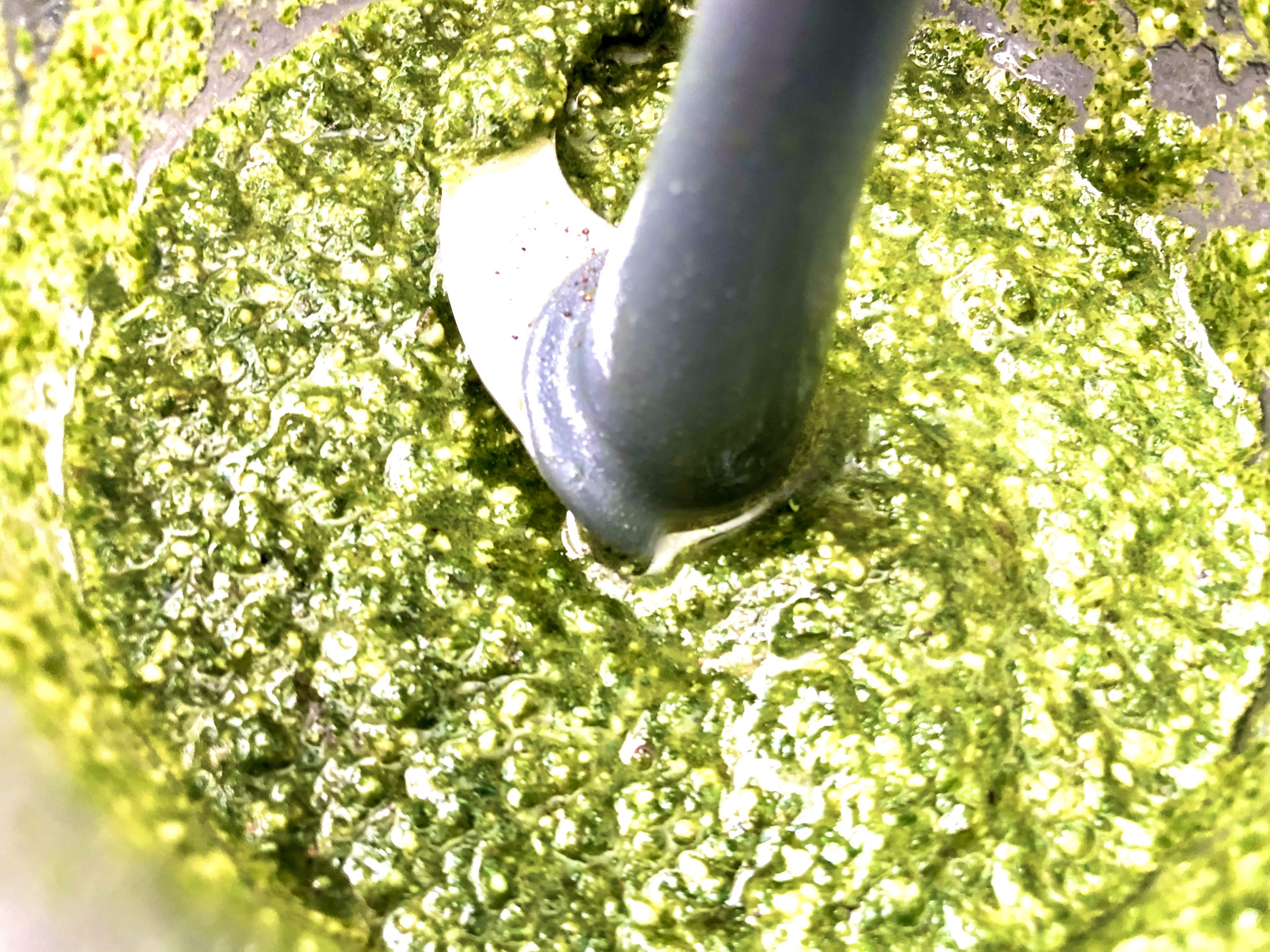 Koriander-Pesto im strahlenden Grün